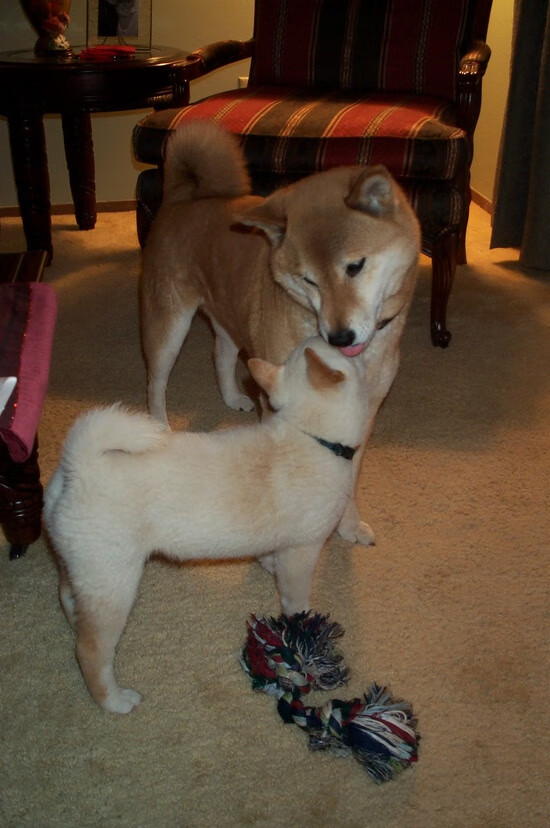 桑巴风暴席卷巴黎，萨内关键先生闪耀，巴西完胜背后的战术革命